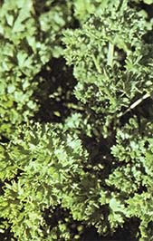 Curly-leaved parsley is another herb that takes well to cold weather sowing.